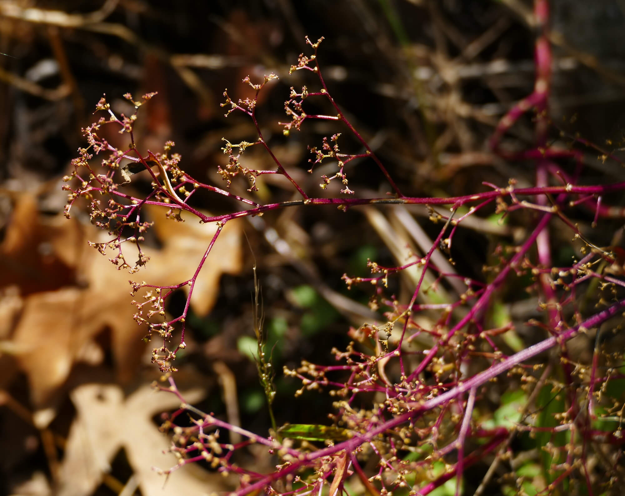 Dysphania graveolens